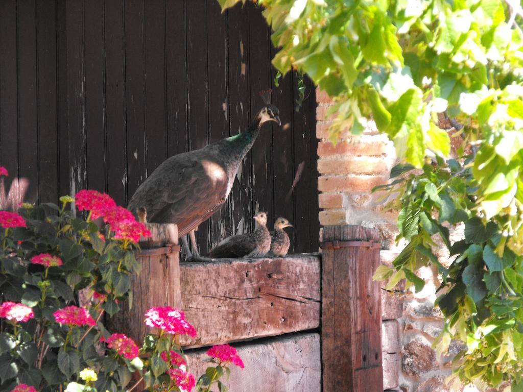 Mas Roquet Guest House Maçanet de Cabrenys Eksteriør bilde